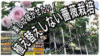 4年間一度も植え替えせずに薔薇を育てています。今年も植え替えしません。うるオンプランターは半水耕栽培です。水を抜けば土28Lなので大丈夫ですが座敷の狭い軒下で育てているので土壌改良します。