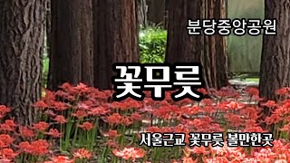 서울근교꽃무릇볼만한곳/  분당중앙공원 꽃무릇꽃길 서울근교가볼만한곳 성남여행