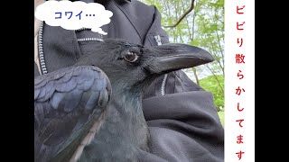 散歩をお断りされるカラスのクロ