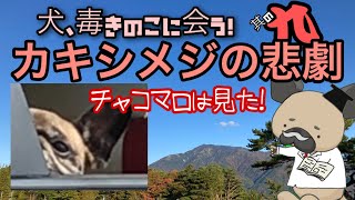 犬、毒きのこに会う!其の九〜カキシメジの悲劇（奇跡）〜