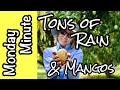 Monday Minute- Tons of Rain & Mangos