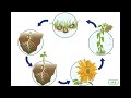 ckla grade 2 domain 6 lesson 4 the life cycle of a plant