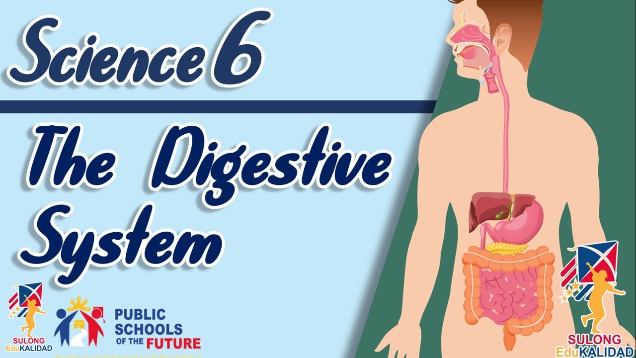 Grade 6 - The Digestive System | SCIENCE 6 - YouTube