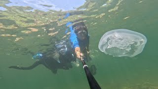 2023.7 snorkeling  Ibuki Island シュノーケリング　伊吹島(香川)  コウイカ・イシダイyg・ホンベラ・スズメダイ・アオウミウシ・などなど