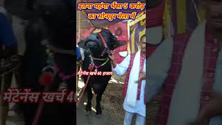 इतना महंगा भैंसा 5 करोड़ का सोनपुर मेला में #sonpurmela #viralvideo #5karodkabuffalo #shorts