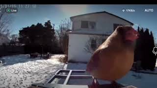 Cardinal Couple, Dark Eyed Junco and a Sparrow Meet