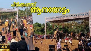 അവസാനം തകർത്തു 🔥|പിടിക്കപ്പറമ്പ് ആനയോട്ടം 2024|Pidikkaparambu aanayoottam 2024|