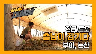 긴급르포. 충남이 잠기다_부여, 논산 [이럴수 이슈] / KBS대전 20230725 방송