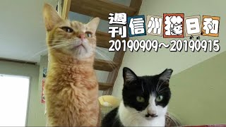 【伝説の始まり】週刊信州猫日和Vol1【グッバイきゅーい玉】