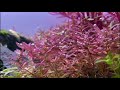 ureka aquarium ep.31 ต้นไม้น้ำใบเป็นรู