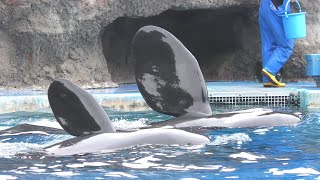 シャチ　アースくんとリンちゃん　そろって大プールから退場します　【名古屋港水族館】Killer whale Port of Nagoya Public Aquarium