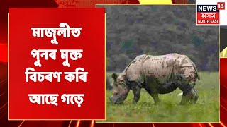 Majuli News | মাজুলীত পুনৰ মুক্ত বিচৰণ কৰি আছে গড়ে