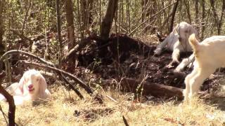 Watch newborn baby goats at Red Mt. Park