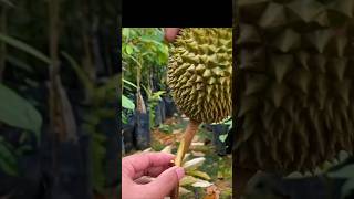 Pohon durian kecil dan berbuah|||lakukan cara ini supaya durian cepat berbuah