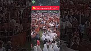 🌿🐂এসে পড়েছি অচেনা শহরে ফেরা হবেনা আর নিজ গোয়ালে #viral #for you #viralhashtag