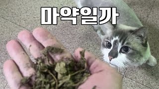 고양이 마약, 마따따비 필수 지식 3가지 │What happens when Cats overdose Catnip