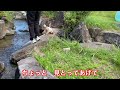 トイプードル結人　長崎のそとめ神浦川河川公園♡川遊び楽しんできました