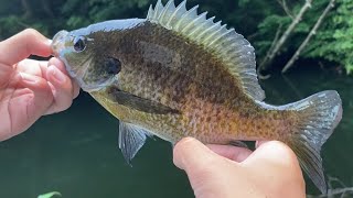 【バス釣り】クソでかいギルをそのまま針に掛けて泳がせてみた結果...まじで悲しくなった