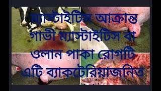 ম্যাস্টাইটিস আক্রান্ত গাভী ম্যাস্টাইটিস বা ওলান পাকা রোগটি   এটি ব্যাকটেরিয়াজনিত রোগ।