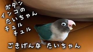 ボタンインコのたいちゃん！ごきげんな たいちゃん