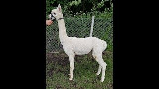 alpacas vs llamas