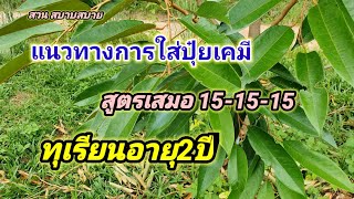 แนวทางการใส่ปุ๋ยเคมี สูตรเสมอ 15-15-15 ทุเรียนอายุ2ปี Ep.232 : สวนสบายสบาย