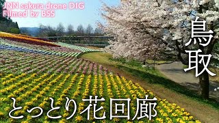 とっとり花回廊 鳥取県南部町 【JNN sakuraドローンDIG】