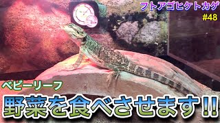 【フトアゴヒゲトカゲ】飼育 48 野菜を食べさせます‼︎