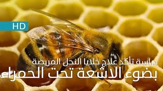 Shasha News | دراسة تأكد علاج خلايا النحل المريضة بضوء الاشعة تحت الحمراء