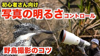 【初心者さん向け】写真の明るさでミスらない方法【野鳥撮影テクニック】