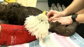 Spike in dead eagles in B.C. cause for concern: rescue