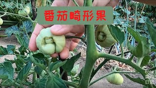 番茄需要疏花疏果吗？  番茄畸形果