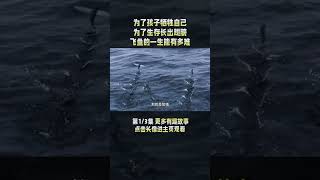 1/3 为了孩子牺牲自己，为了生存长出翅膀，飞鱼的一生能有多难？#飞鱼 #鱼 #flyingfish