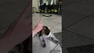 子犬ラブラドゥードゥルのモコちゃん、トレーニング中