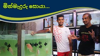 The fishyflex මින්මැදුර සොයා... | Aquarium Tour!