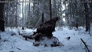 KAKSI MAAKOTKAA, KOLMAS TUPSAHTAA TAIVAALTA/ LUONTOLIVE