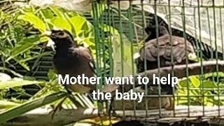 Visit the baby bird cry every time