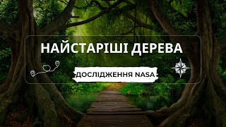 Команда NASA та лісова служба США визначають найстаріші дерева Америки