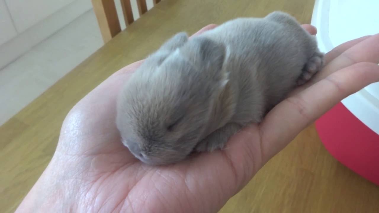 Baby Mini Lop