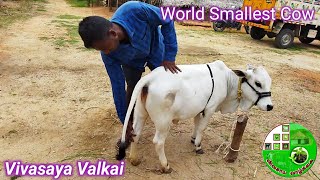 World Smallest Cow - Punganur Cow | புங்கனூர் குட்டை மாடுகள் பற்றிய விவரம் மற்றும் விற்பனை