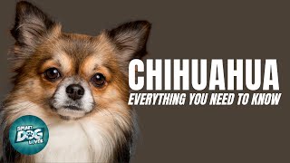 Chihuahua Dogs 101 Everything You Need To Know