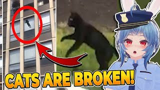 Cats are BROKEN! The Insane Plot Armor of Cats | Erundel Reacts