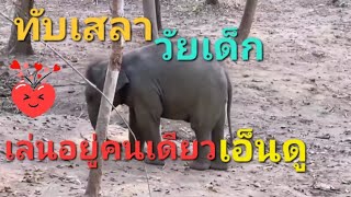 ทับเสลานางก็เล่นอยู่คนเดียว เล่นเสร็จก็นอน  🌳🐘🌳