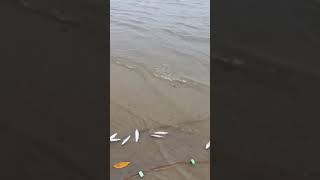 Wow got a lot of fish in one net | អូសត្រីសមុទ្របានច្រើនណាស់