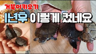 거북이 키우기 1년후... 성장속도가 ㅎㄷㄷ