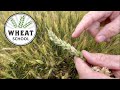 Wheat School: Timing harvest for fusarium infected winter wheat