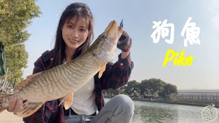 【釣魚日記】飛越七百公里的超夢幻郵票入手...但是卻碰上接二連三的悲劇...天啊!~丟竿丟魚丟裝備....fishing｜采蓁 Patti