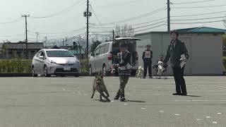 北海道犬協会　庄内支部展覧会　仔犬牡組　一席　龍琥　奥羽虎狼荘