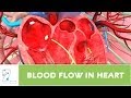 Blood Flow In Heart