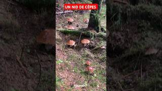 Gros nid de Cèpes 2024 ! #champignons #cepes #asmr #nature #mushroom #shorts